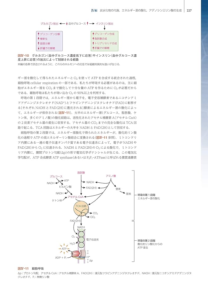 マークス臨床生化学 | 横溝 岳彦 |本 | 通販 | Amazon